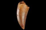 Serrated, Raptor Tooth - Real Dinosaur Tooth #173562-1